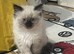 Beautiful Ragdolls