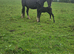 Irish Draught Colt foal