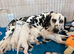 2 female Dalmatian puppies
