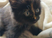 Long haired kittens