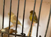 Gloster Proven pairs