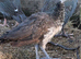 Peafowl for sale