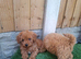 Toy cavapoo fully health checked