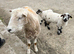 Wether pet lambs
