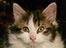 Male kitten 10 weeks old
