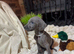 ️Adorable KC-Registered Weimaraner Puppies️