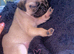 Pug 8months old. Girl