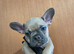 Kc registered French bulldogs