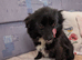 Jack Russell cross