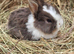 Mini lop buck born 08/06/2026. Ready now!