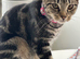 Sweet little kitten looking for forever home