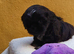 Shih Tzu puppies for sale