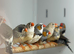 Zebra finches