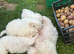 Beautiful Maltese Puppies Available