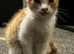 Last kitten! Ginger and white girl