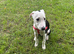 Lurcher x cane corso