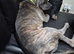 10 month male cane corso
