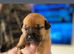 Chunky puppies
