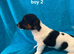 Jacks Russell puppies