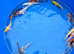 koi &pound;5 each normal and butterfly