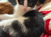 2 beautiful kittens looking for their new