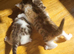 Kittens for sale