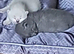 4 bsh colour point kittens
