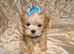 **Exquisite Micro Tiny Teacup Apricot F1 Maltese x Toy Poodle Maltipoo Boy Puppy**