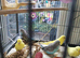 Beautiful baby budgies