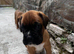 Champion breed boxer puppies