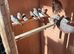 Zebra finches cocks and hens