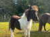 Stunning miniature shetland colt
