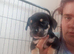 6 puppies for sale