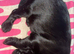 Black cockerspaniel puppies