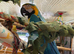 Beautiful Tame  Blue & Gold Macaw