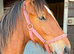 Yearling to make 15h