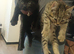 Kitten Persians cross