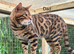 1 boy Bengal kitten