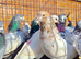 ***pigeons***
