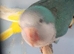 Quaker Parrots
