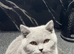Bi colour British Shorthair