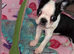 1 beautiful Girl available now