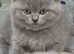 Pedigree British Shorthair kittens