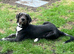 He is an Irish mix!