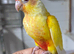 Hand Reared GC Conure Babies