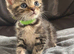 2 female American shorthair