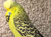 Budgies