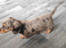 Mini Dachshund Puppy - Silver Dapple - 10 weeks