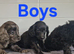 Cockapoo puppies
