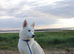 Stunning Siberian Husky Male